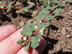 Euphorbia capitellata