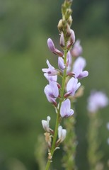 Astragalus sulcatus