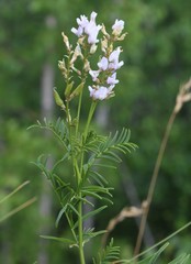 Astragalus sulcatus