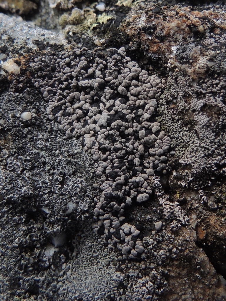 Rhizocarpon eupetraeum