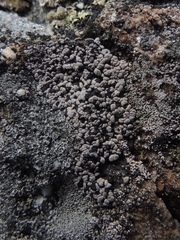 Rhizocarpon eupetraeum