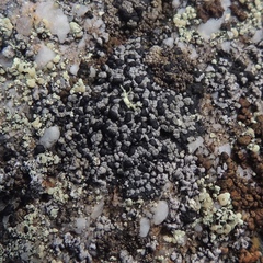 Rhizocarpon eupetraeum