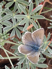 Icaricia icarioides missionensis
