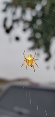Araneus diadematus