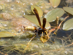 Polistes comanchus navajoe