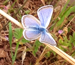Icaricia icarioides missionensis