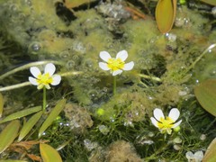 Ranunculus aquatilis