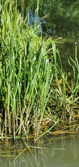Sparganium erectum