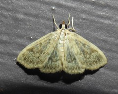 Crocidophora serratissimalis