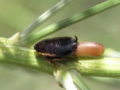 Loboptera canariensis