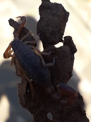 Pseudolychas ochraceus