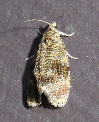 Olethreutes astrologana