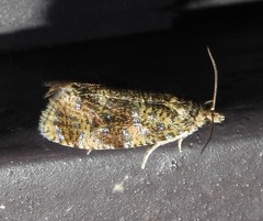 Olethreutes astrologana