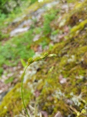 Carex foenea