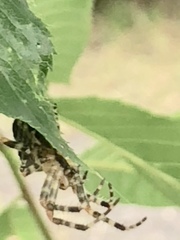 Araneus nordmanni