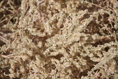 Haloxylon salicornicum