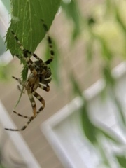 Araneus nordmanni
