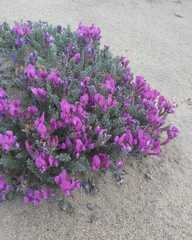 Oxytropis lanata