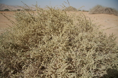 Haloxylon salicornicum