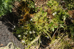Phlox hoodii