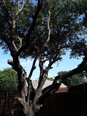 Quercus virginiana