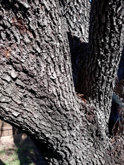 Quercus virginiana