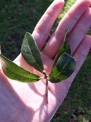 Quercus virginiana