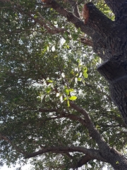 Quercus virginiana