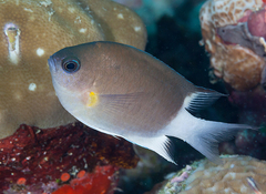 Pycnochromis flavipectoralis