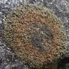 Montanelia disjuncta