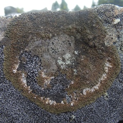 Montanelia disjuncta