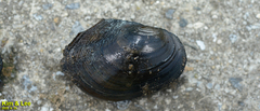 Sinanodonta lauta