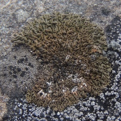 Montanelia disjuncta