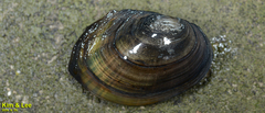 Sinanodonta lauta