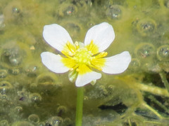Ranunculus aquatilis