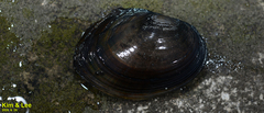 Sinanodonta lauta