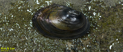 Sinanodonta lauta