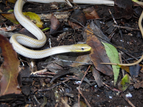 Photo of a Yucatán White-lipped Snake (Symphimus mayae)