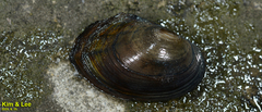 Sinanodonta lauta