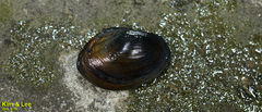 Sinanodonta lauta