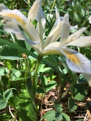 Iris chrysophylla