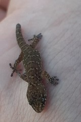 Pachydactylus capensis