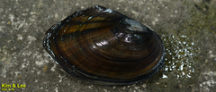 Sinanodonta lauta