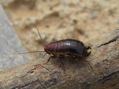 Loboptera