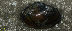 Sinanodonta lauta