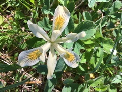 Iris chrysophylla