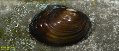 Sinanodonta lauta