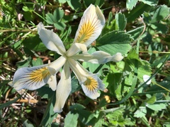 Iris chrysophylla