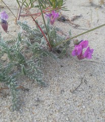 Oxytropis lanata