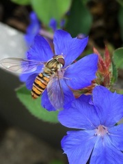 Episyrphus balteatus